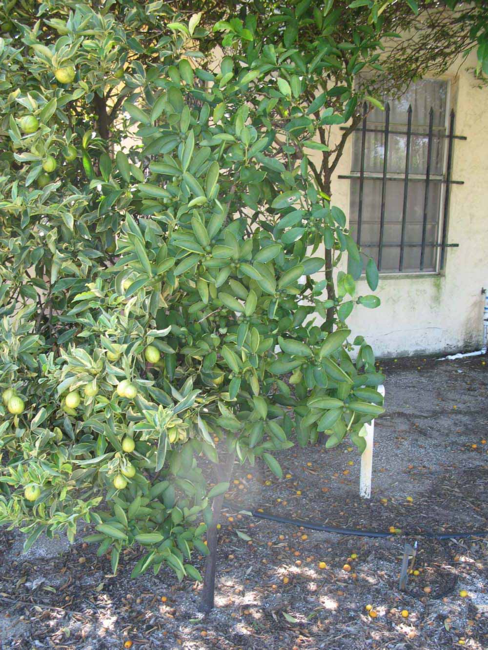            Habit (Winter Haven, FL)   